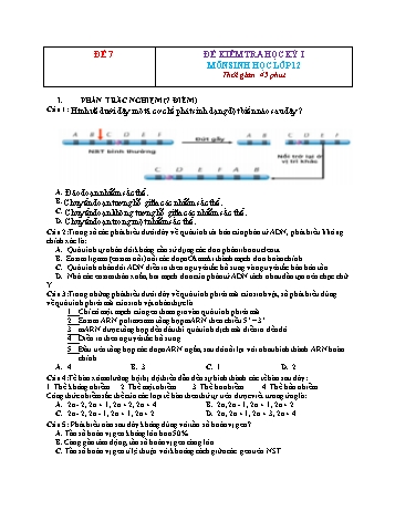 Đề kiểm tra học kì 1 Sinh học Lớp 12 - Đề 7 (Có đáp án)